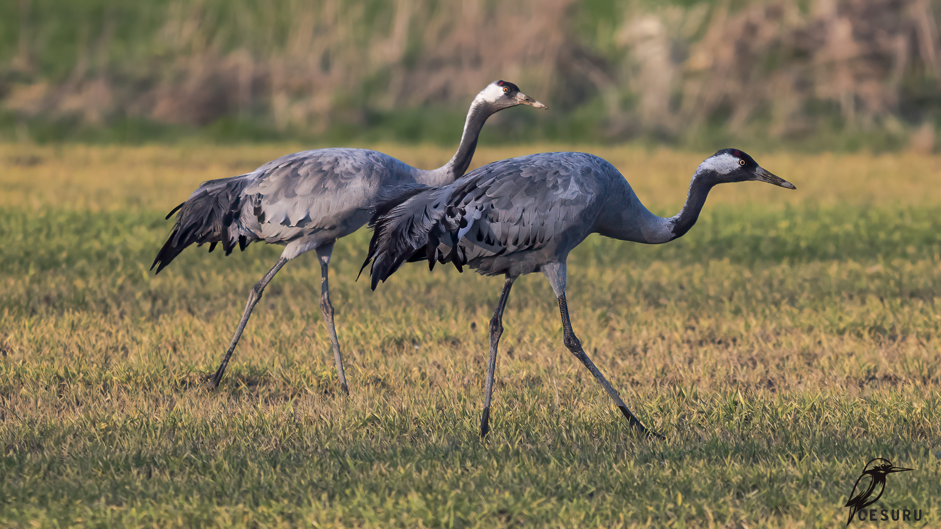 Common Crane